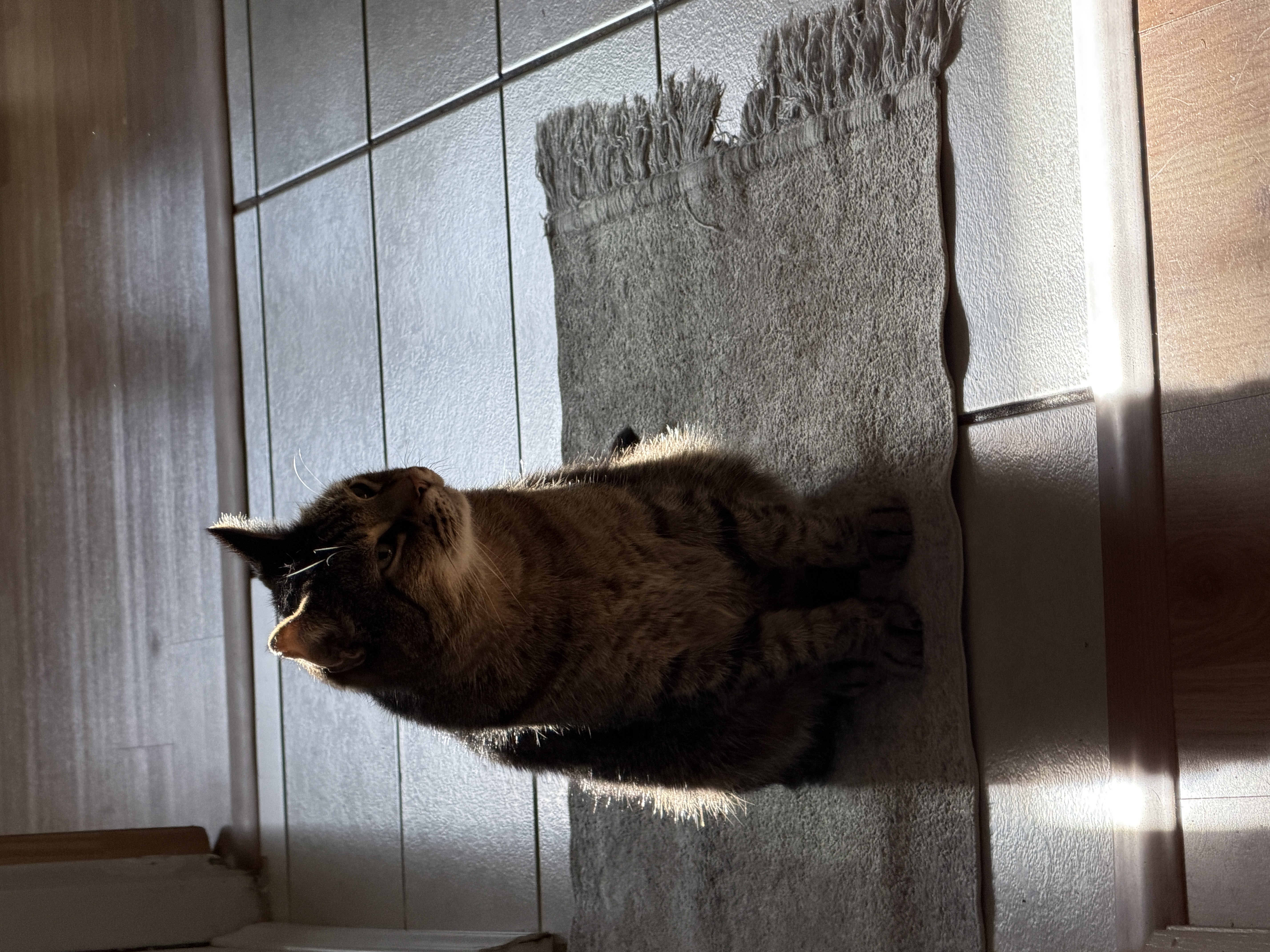 A cat lying on a blanket